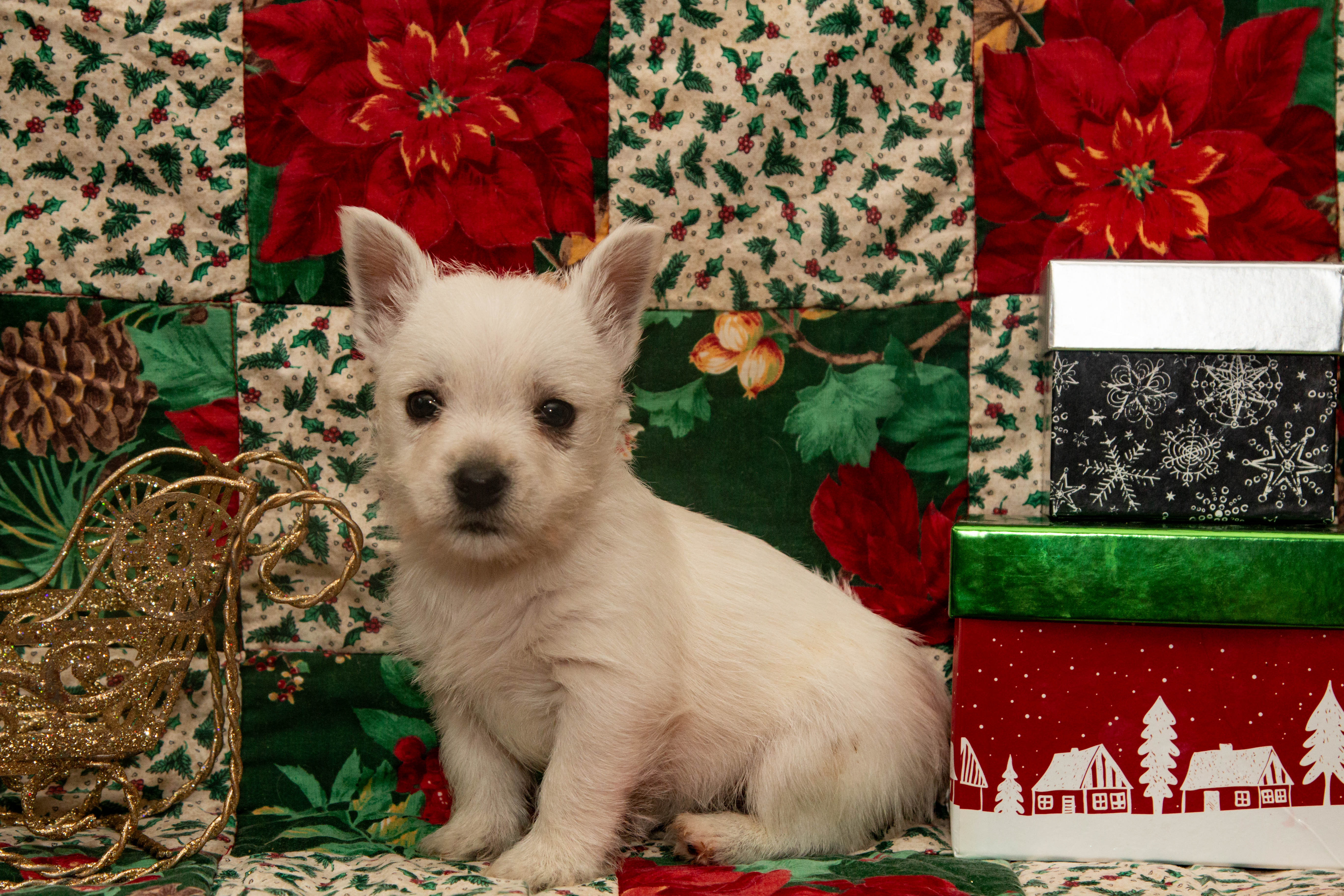 puppy, for, sale, West Highland White Terrier, Amos B. King, dog, breeder, Romney, WV, dog-breeder, puppy-for-sale, forsale, nearby, find, puppyfind, locator, puppylocator, aca